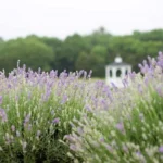 This Small Colorado Mountain Town Is Home to America’s Most Stunning Flower Fields